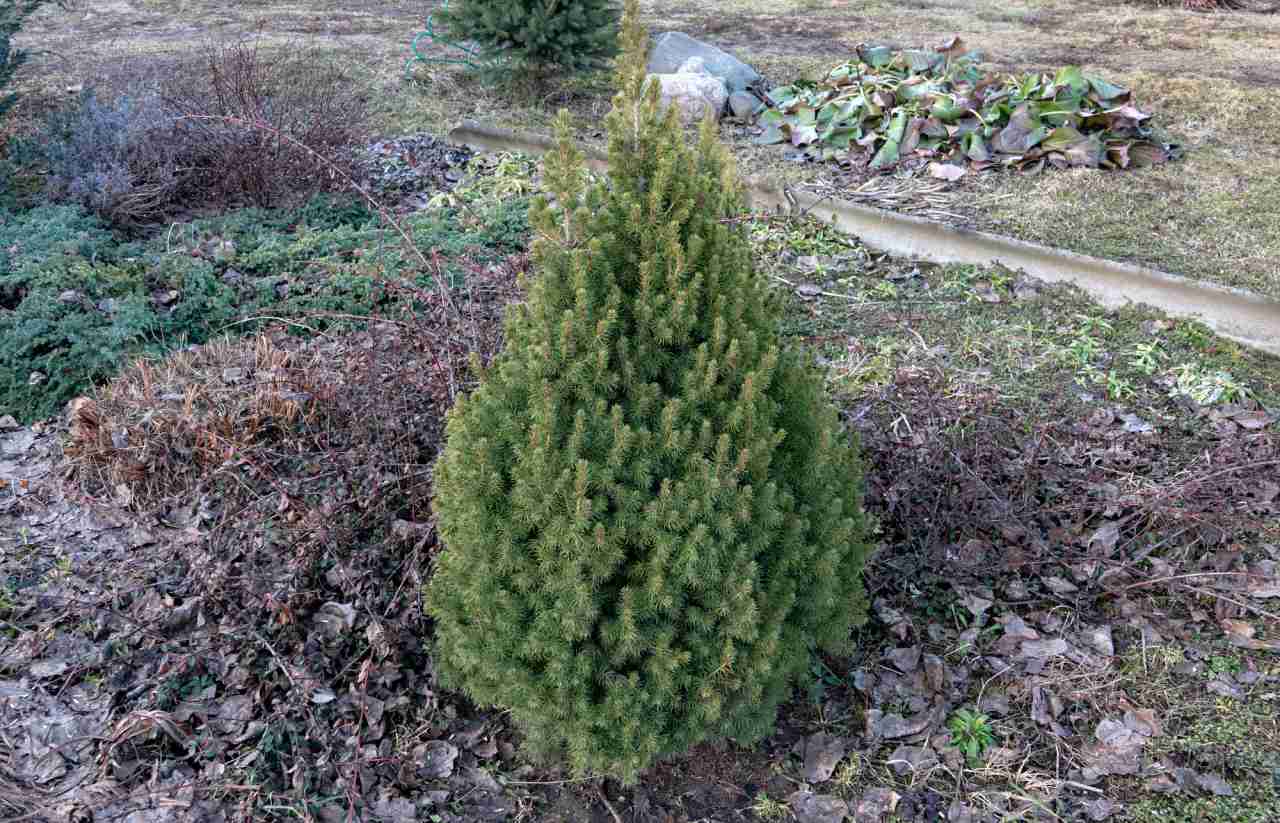 Miniaturní jehličnany na terasu a balkón