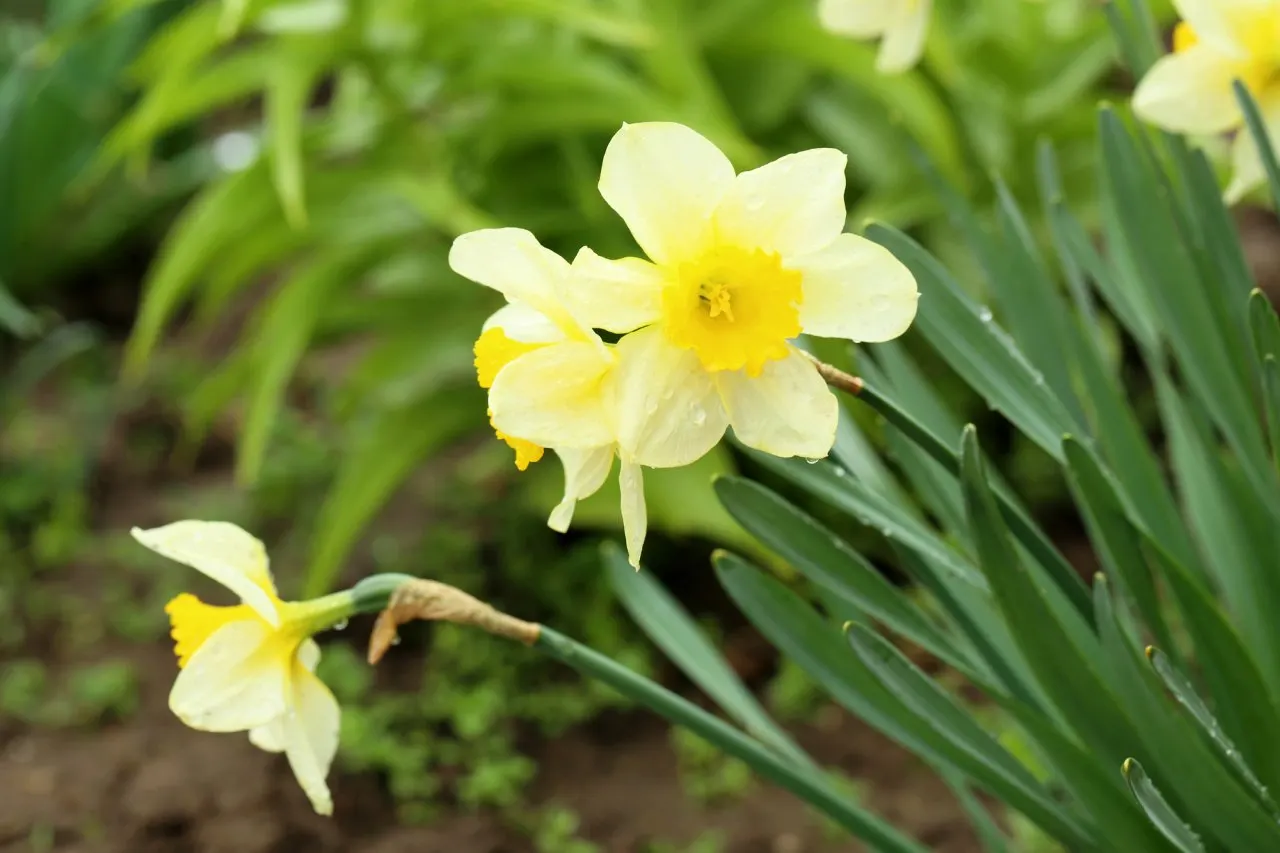 Narcisy - symboly jara a velikonoční dekorace