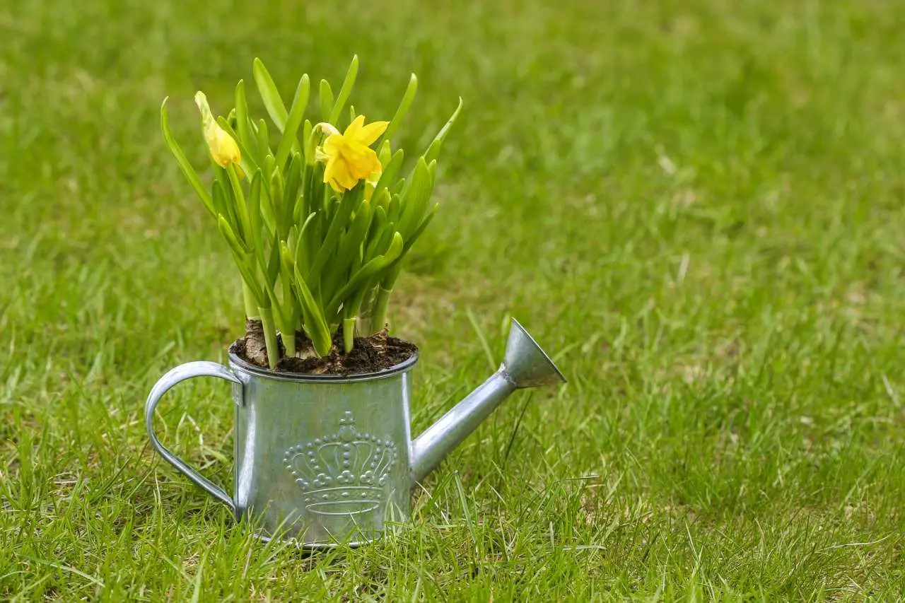 Narcisy - symboly jara a Velikonoc