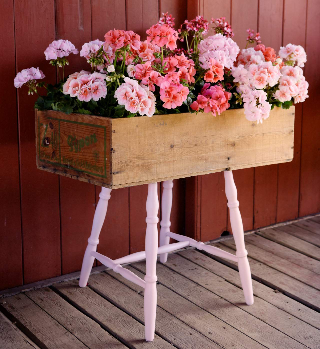 Pelargonie