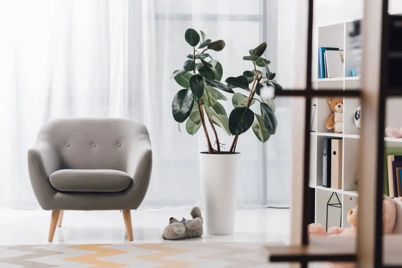 Jak pěstovat fíkus?