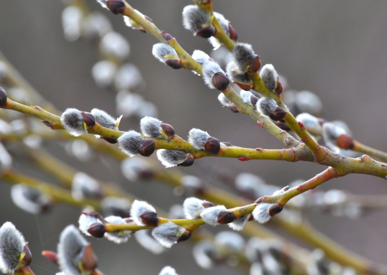 Pěstování jívy a vrby