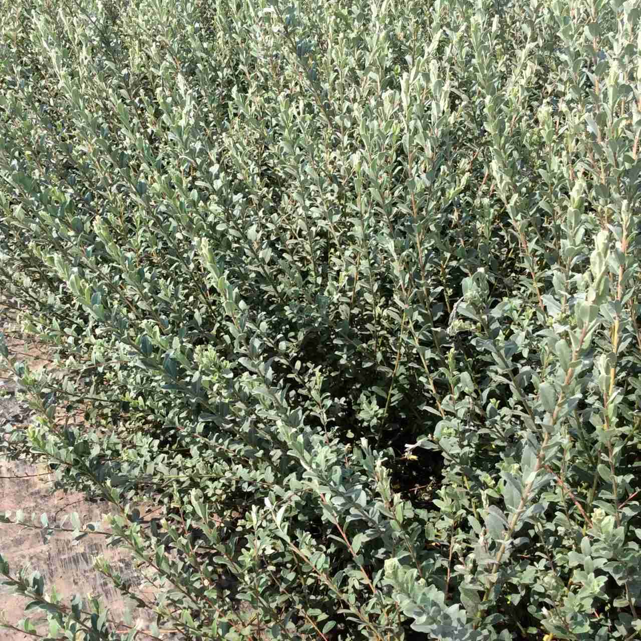 Pěstování jívy a vrby