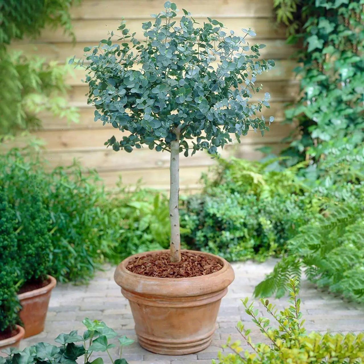 Proč pěstovat eukalyptus