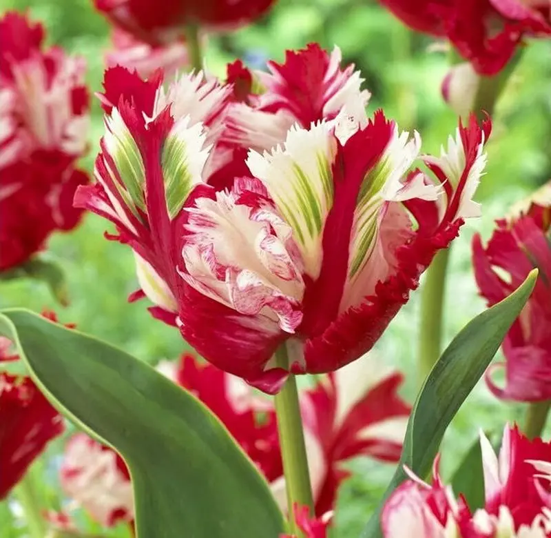 Pěstování tulipánů