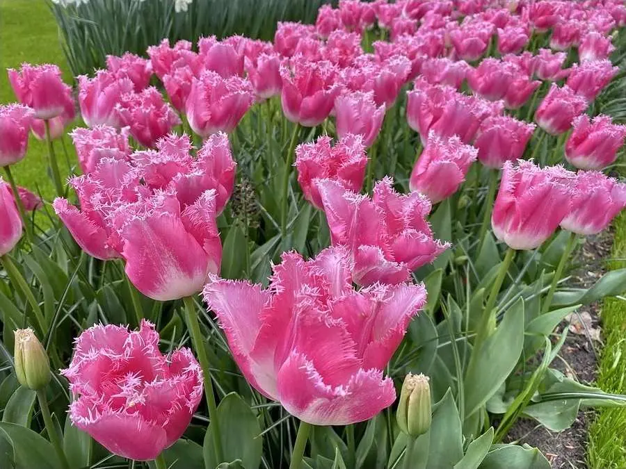 Pěstování tulipánů