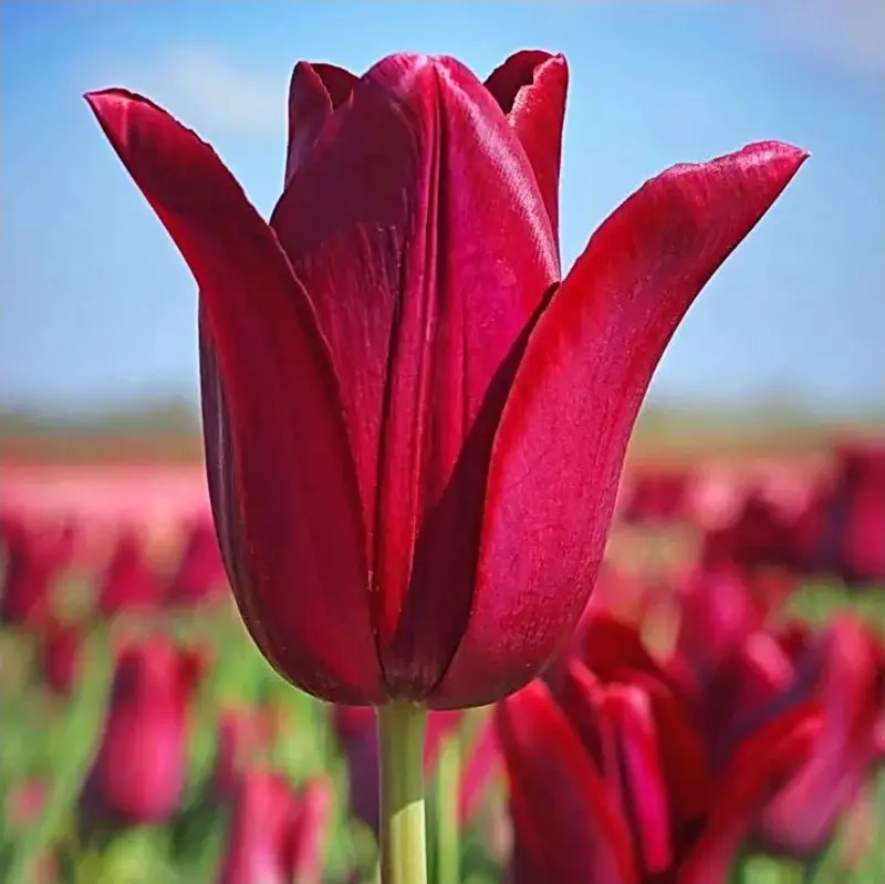 Pěstování tulipánů