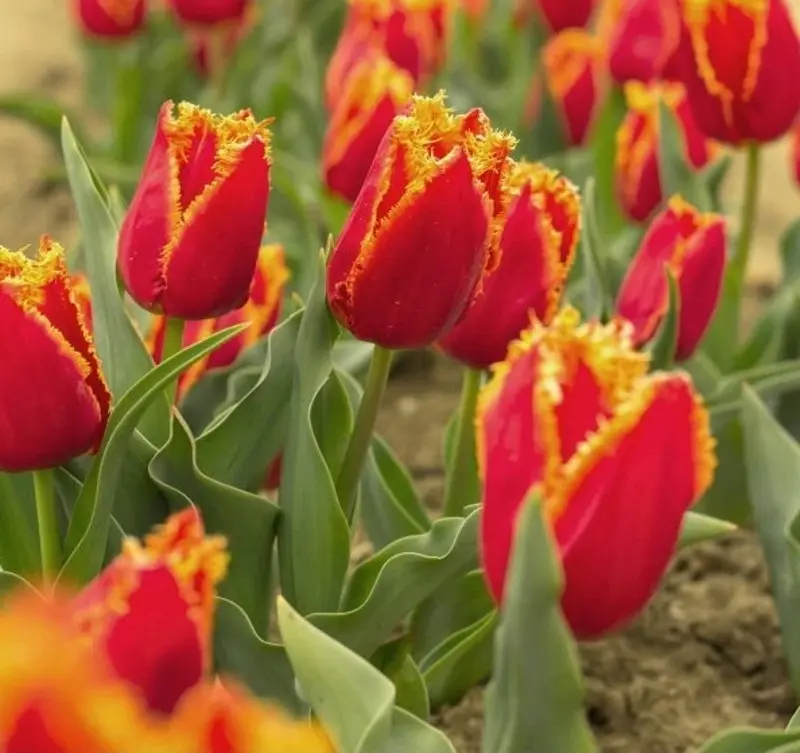 Pěstování tulipánů