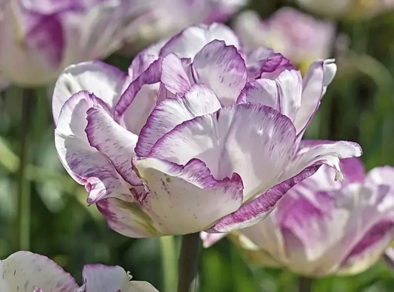 Pěstování tulipánů