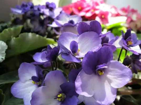 Pěstování afrických fialek: jak o ně pečovat, aby kvetly celý rok