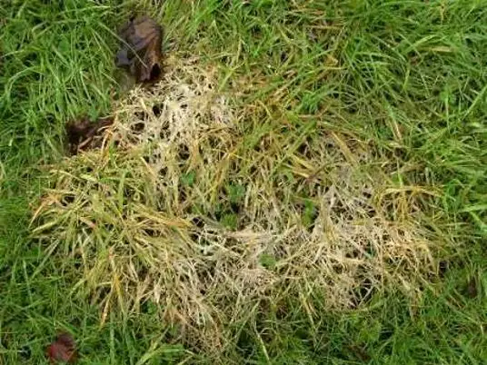 Nejčastější choroby trávníku: jak je poznat, předcházet jim a účinně je řešit?