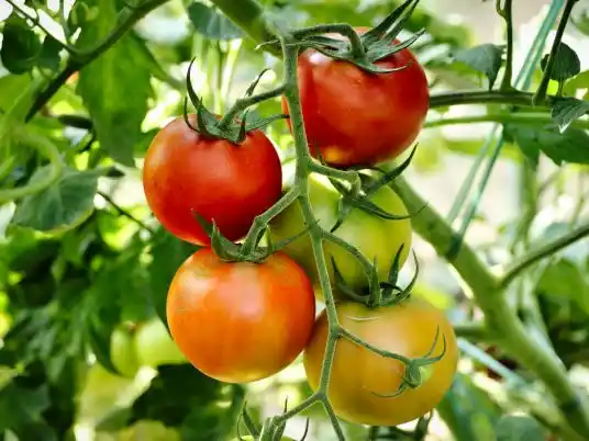 Domácí hnojivo na rajčata: 7 osvědčených receptů bez chemie