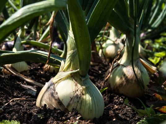 Jak pěstovat cibuli na zahradě: Osvědčené rady a tipy