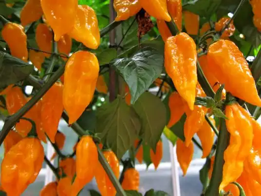 Jak podpořit pálivost chilli papriček při dozrávání