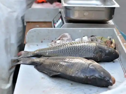 Kapr v české kuchyni: tradiční ryba, moderní recepty, které si zamilujete