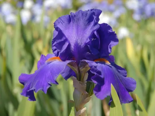 Nenáročné barevné trvalky na skalku i k jezírku - vysaďte si kosatce neboli irisy