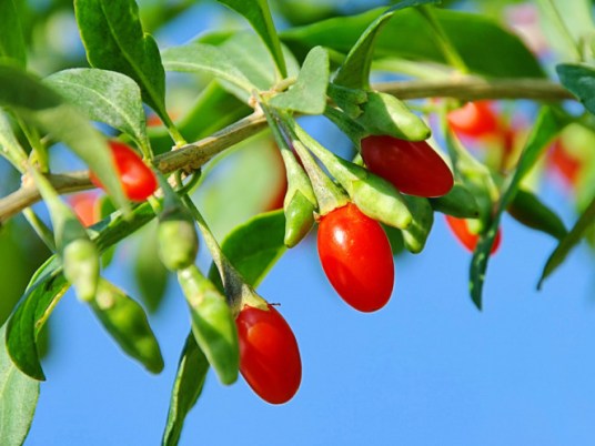 Kustovnice čínská neboli Goji – osvědčené rady pro pěstování