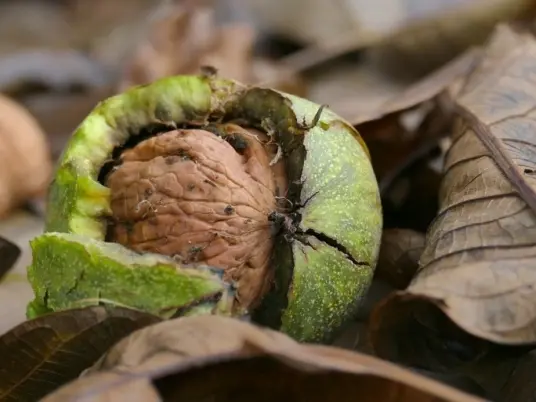 Co udělat s listím z ořešáku?