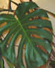Pokojové rostliny V. - Monstera