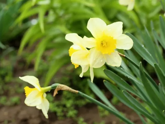 Narcisy jako symbol jara a Velikonoc: jak je pěstovat a využít na zahradě i v interiéru?