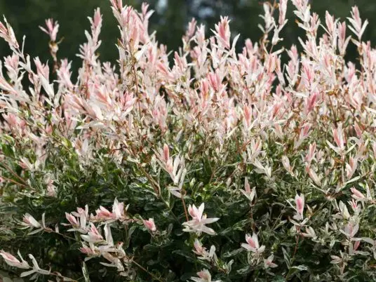 Kočičky na jaře i elegance v zimě - nejkrásnější druhy jívy (vrby) a praktické tipy pro pěstování