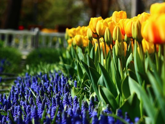 Podzimní cibuloviny krok za krokem: Výsadba tulipánů, narcisů, lilií a dalších květin