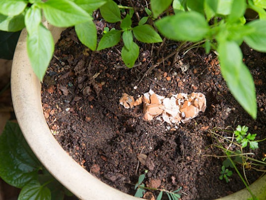Přírodní hnojiva a insekticidy – zapomeňte na hnůj, vyzkoušejte extrakt z kopřivy nebo česnekový sprej