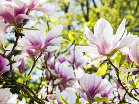 Pěstování magnolie – jarní zahrada plná těch nejkrásnějších květů