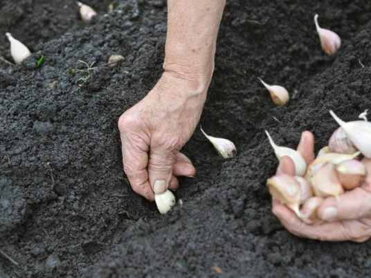 Duben na zahradě: Jak vysévat zeleninu pro bohatou úrodu (skleník i záhon)