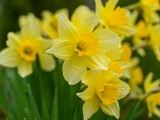 Narcisy – symbol Velikonoc a blížícího se jara
