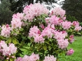 Jak postupovat při pěstování rododendronů?