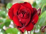 Pěstování růží – vyberte si vhodný druh pro každou zahradu