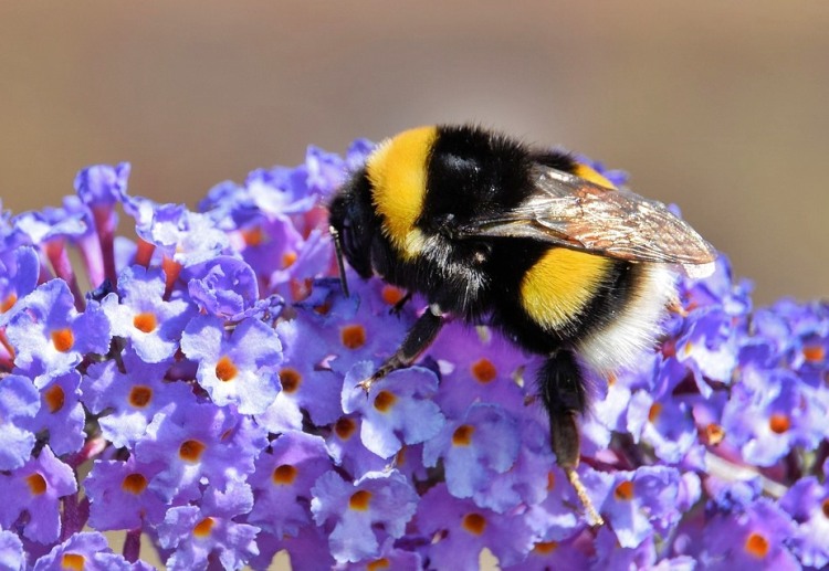 Kromě včel láká svým pylem buddleja také motýly, díky kterým získala již zcela zlidovělé označení Motýlí keř.