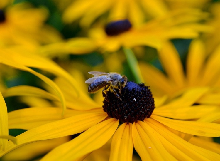 Rudbekie dovede potěšit nejen včely svým pylem, ale i nás výraznými květy a to jak na záhoncích tak ve vázách.