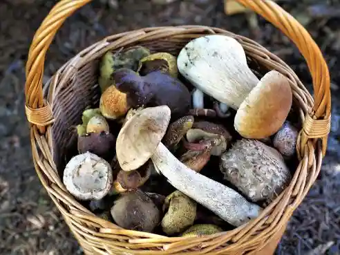 Houbové chlebíčky